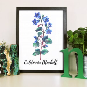 May include: A framed print of a watercolor painting of a California Bluebell flower with blue flowers and green leaves. The print is on a white background and has a black frame.