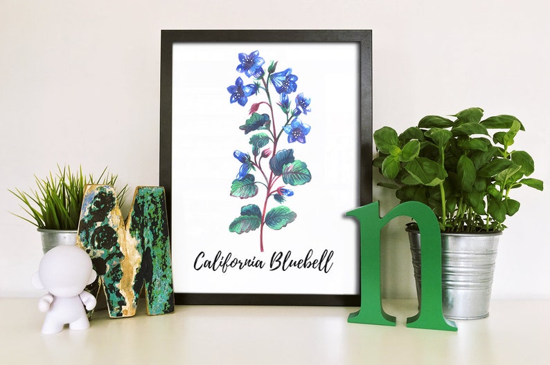May include: A framed print of a watercolor painting of a California Bluebell flower with blue flowers and green leaves. The print is on a white background and has a black frame.
