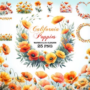 Aquarelle coquelicots de Californie clipart png, clipart botanique, sticker planificateur, fleurs de mariage, fleurs de Californie, images de pavot coquelicots or