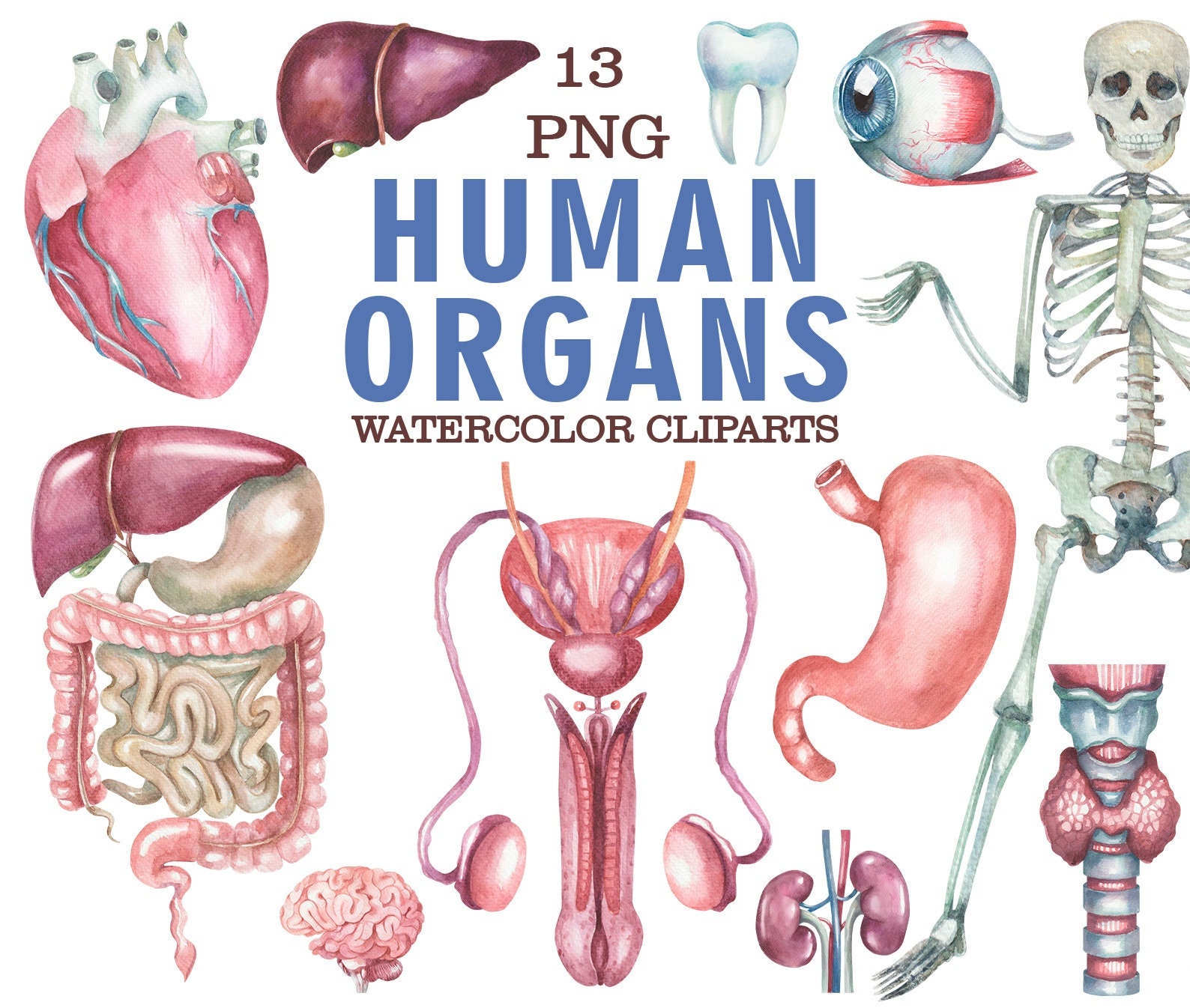 Menselijke organen poster - Etsy België, image size:1588x1346