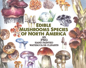 Watercolor Edible Mushrooms Clipart: North American Species (PNG)