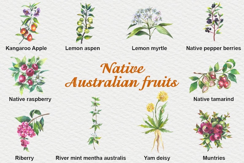 Australian Native Fruits Watercolor Clipart: Botanical PNG Set (21 ...