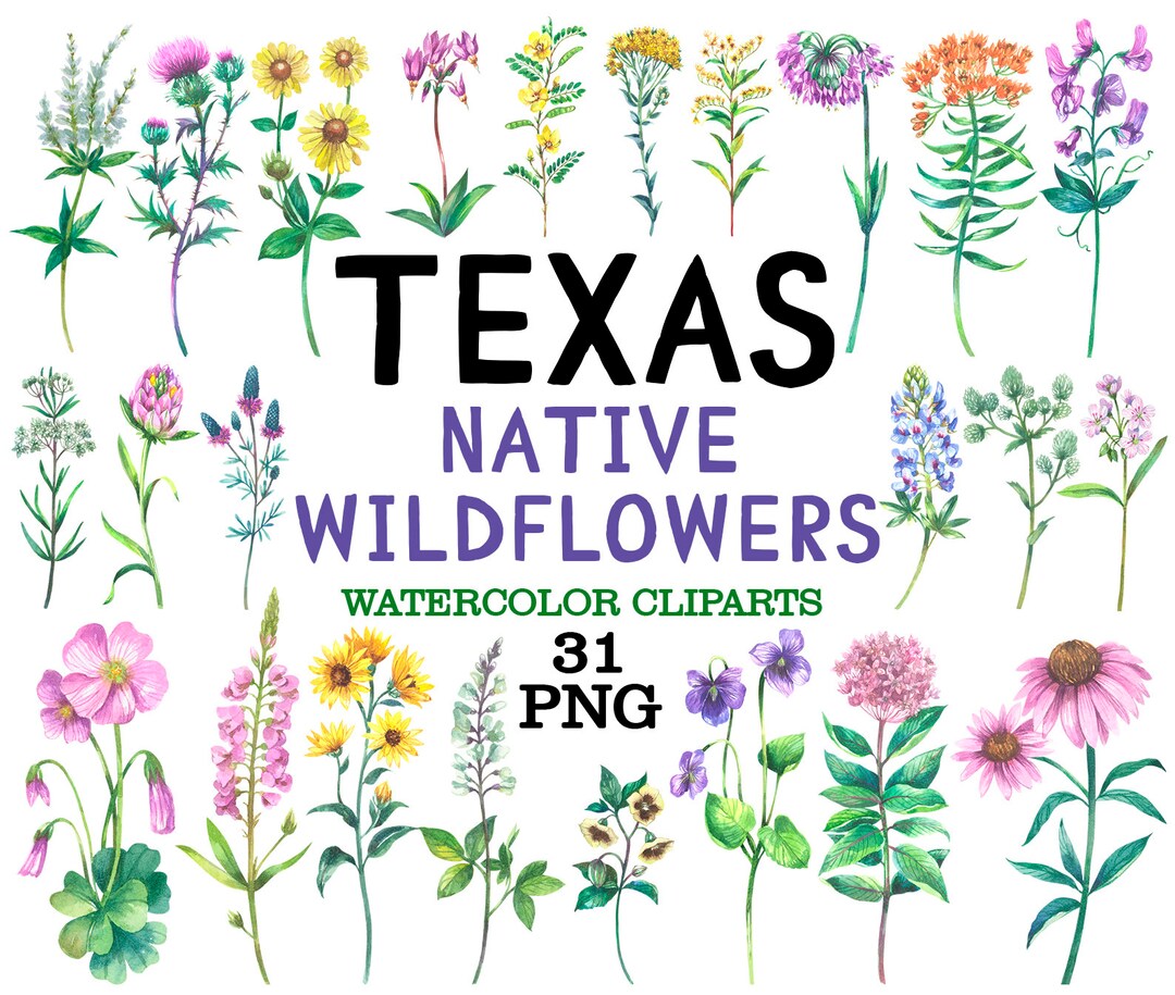Texas Native Wildflowers, Watercolor Clipart, Flowers of North America