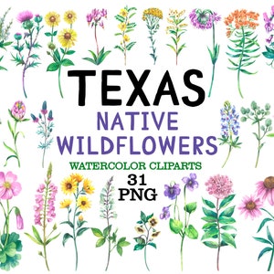 Fleurs sauvages indigènes du Texas, clipart aquarelle, fleurs d'Amérique du Nord png, illustration botanique aquarelle, fleurs sauvages amérindiennes
