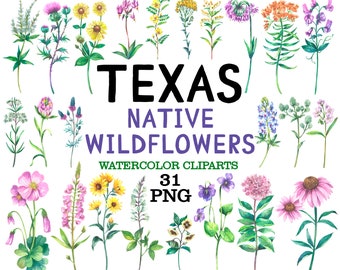 Texas Wildflower Clipart: Watercolor Native Flowers (PNG, 300dpi)