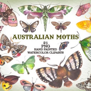 Australische Motten handgemalte Aquarell Clipart png Australische Motte Illustrationen häufigste Motten in Australien wilde Insekten Dryandra Moth