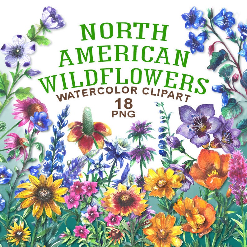 May include: Watercolor clipart of 18 North American wildflowers, including bluebells, sunflowers, and coneflowers. The flowers are painted in a realistic style with vibrant colors.