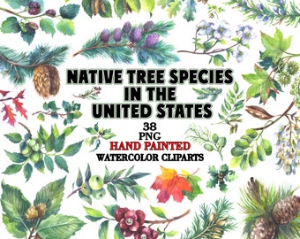 Watercolor Native US Tree Clipart: Pine, Birch, Maple (PNG)