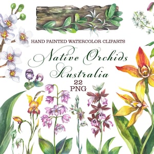 May include: A watercolour illustration of native Australian orchids. The image showcases diverse orchid species in white, yellow, pink, and brown, with green leaves. Text includes "Native Orchids Australia" and "22 PNG".