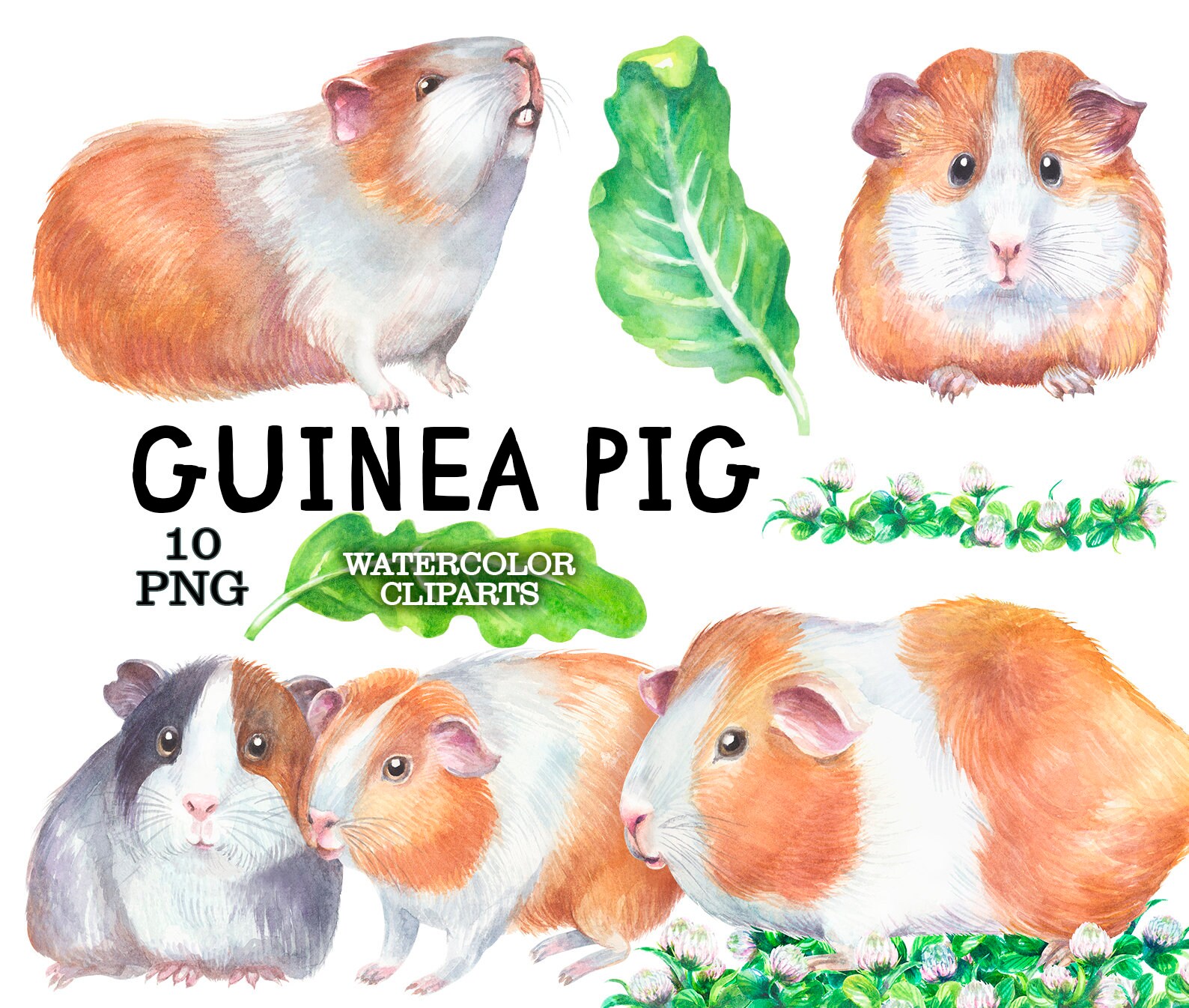Watercolor Guinea Pig Clipart Guinea Pig Art Watercolor Pet - Etsy