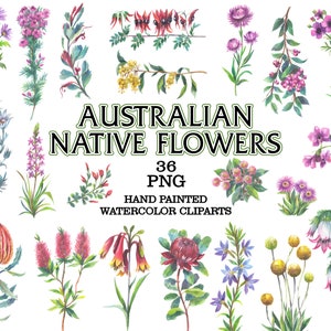 Fiori nativi australiani acquerello png, botanico australiano Piante native australiane Stampa botanica Illustrazioni disegnate a mano Fiori di campo
