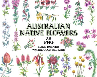 Australian Wildflower Watercolor Clipart: Native Flora PNG (Commercial Use)
