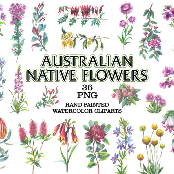 Australian Native Flowers watercolor png, Australian botanical Australian Native Plants Botanical Print Hand Drawn Illustrations Wildflowers