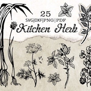 Clipart de vetor de ervas de cozinha, ervas svg, jardim, impressão de cozinha png, tomilho, folhas de ilustração, ilustração digital, planta, ervas culinárias