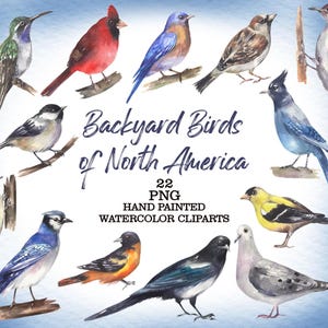 May include: Watercolor illustrations of 22 different North American birds, including a hummingbird, cardinal, blue jay, and woodpecker. The illustrations are hand-painted and perfect for crafting projects, scrapbooking, or digital design.