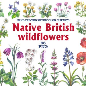 Op de afbeelding: Waterverf clipart van diverse inheemse Britse wilde bloemen. De afbeelding toont een verzameling handgeschilderde bloemen in levendige kleuren, waaronder paars, rood, geel en wit. Tekst luidt "Native British wildflowers" en "66 PNG".