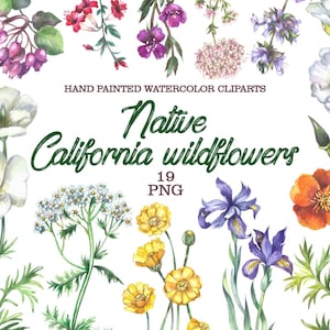 Aquarelle de fleurs sauvages de Californie, clipart aquarelle, fleurs d'Amérique du Nord png, illustration botanique, fleurs sauvages amérindiennes
