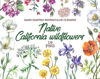 Watercolor California Wildflower Clipart: Botanical Illustration (PNG Digital Download)