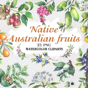 Australische Ureinwohner-Früchte aquarell png Clipart, australische botanische Australische Ureinwohner-Pflanzen-Druck-Hand gezeichnete Illustrationen-Wildblumen