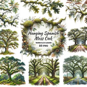 Hanging Spanish Moss Oak watercolor PNG, Live Oak, Trees with Spanish moss, Virginia Live Oak with moss, Southern  Grandmillenial Weddings