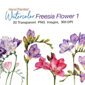 Flores aquarela pintadas à mão, clipart de flores, Freesia, clipart PNG, aquarela, clipart botânico, "Freesia" PNG, 300DPI