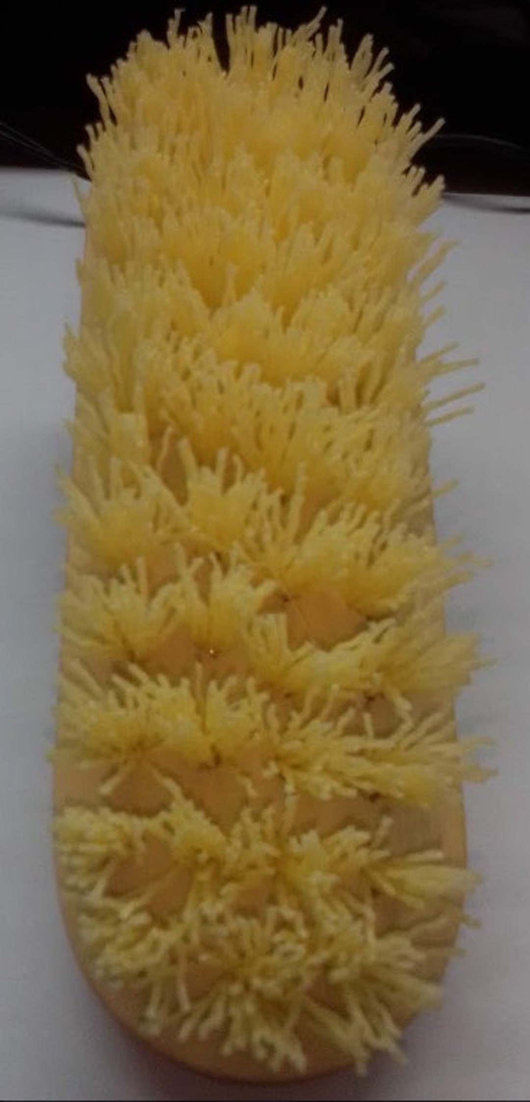 Jamaican Board Washing Brush Etsy