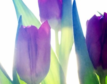 Flower Photo, Flower Print, Tulips, Purple, Tulip Photo, Tulip Print, Abstract, Flower Art, Green Stems, Home Decor, Housewarming Gift, Art