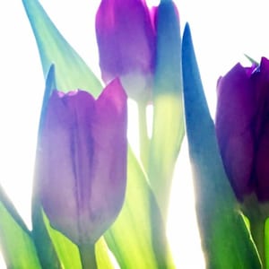 Flower Photo, Flower Print, Tulips, Purple, Tulip Photo, Tulip Print, Abstract, Flower Art, Green Stems, Home Decor, Housewarming Gift, Art