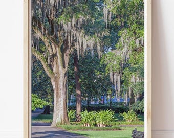 Forsyth Park - Savannah Photography, Spanish Moss Print, Savannah Sunrise, Savannah Parks, Savannah Nature, Live Oak Trees, Spanish Moss