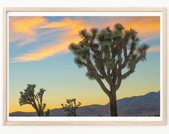 Joshua Tree - Photography - California Travel Photography - Desert Print - Sunset Photo - Boho Wall Art - Palm Springs - Joshua Tree Photos