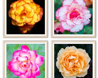 Rosas - Juego de 4 láminas botánicas para pared, láminas florales, decoración floral para pared, láminas cuadradas