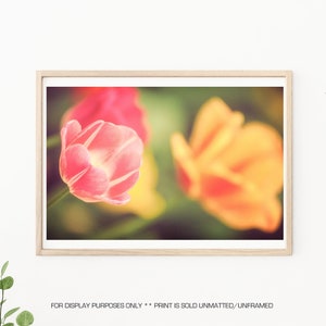 Tulip Photography-Pink Tulips, Pink Flower, Pink Tulip, Pink Wall Art, Floral Wall Art, Fine Art, Tulip Prints, Tulip Photos, Nursery Decor