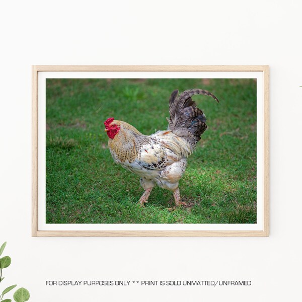 Farm Animal Photography - Rooster Photos, Farm Animal Chicken, Farmhouse Decor, Farmhouse Art, Farm Photography, Child Room Decor, Chickens