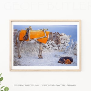 May include: A donkey wearing an orange saddle and a black harness stands on a rocky path. A small black and brown dog is sleeping in the foreground.