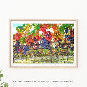 Napa Valley, Wine Country, Grapes on Vine, Napa Wineries, Wine, Sonoma Valley, Napa Valley Photography, Napa Valley Photo, &quot;Fall Harvest&quot;