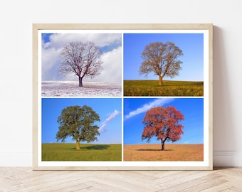 Tree in 4 Seasons, Four Seasons, Nature Photo, Winter, Spring, Summer, Fall, Identical Tree, Home Wall Decor, Rustic Decor, Tree Photography