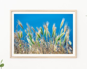 Tall Grasses, Blue/Green, Grass and Ocean, Cattails, Morning Sun Photography, Tall Grasses Photo, Fine Art Photography, Backlit Grasses