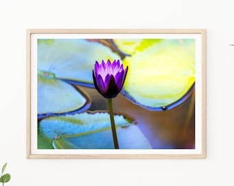 Fotografía de nenúfares: fotografía de flores, flores moradas, arte floral de pared, fotos de nenúfares, decoración de guardería, arte de nenúfares, arte de Monet
