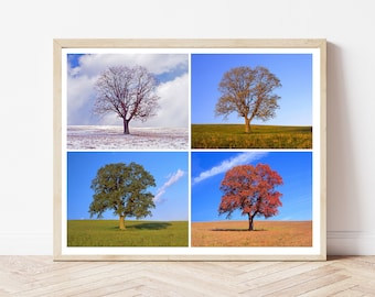 Tree in 4 Seasons, Four Seasons, Nature Photo, Winter, Spring, Summer, Fall, Identical Tree, Home Wall Decor, Rustic Decor, Tree Photography