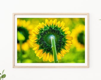 Sunflower Photography, Sunflowers, Yellow Sunflower, Yellow Wall Art, Floral Wall Art, Sunflower Print, Sunflower Photos, Nursery Decor