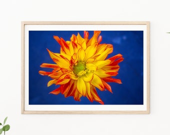 Dahlia Flower, Flower Photograph, Orange Flower, Sunflower, Yellow Dahlia, Wall Art,  Floral Wall Art, Fine Art Flower , "SunBurst"