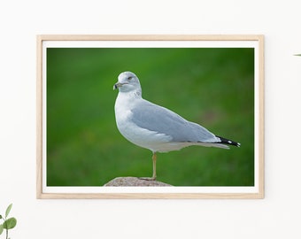 Seagull, Bird Photography, Seagull Portrait, Nature Photo, Wall Art, Home Decor, Beach Photography, Sea Bird Photo, Beach Decor, Bird Image