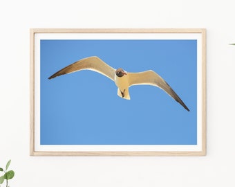 Seagull Photography - Seagull Print, Seagull Portrait, Coastal Wall Art, Beach House Decor, Beach Photography, Seagull Photo, Bathroom Decor