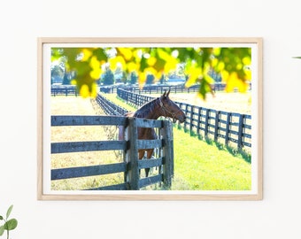 Horse Photography-Horse Photos, Braided Mane, Horse Fine Art Print, Horse Country, Thoroughbreds, Kentucky Horse, Horse Decor, Country Decor