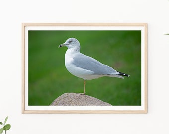 Seagull Print - Seagull Photography, Seagull Portrait, Coastal Wall Art, Beach House Decor, Beach Photography, Sea Bird Photo,Bathroom Decor