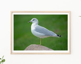 Impression de mouette - Photographie de mouette, Portrait de mouette, Art mural côtier, Décor de maison de plage, Photographie de plage, Photo d’oiseau de mer, Décor de salle de bain