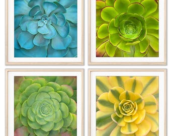 Suculentas - Juego de 4 láminas decorativas para pared, láminas botánicas, decoración de pared verde, 4 láminas cuadradas
