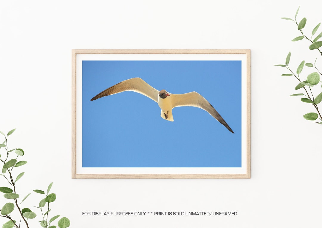 Seagull Photography - Seagull Print, Seagull Portrait, Coastal Wall Art ...