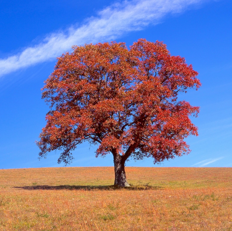 Tree in 4 Seasons, Four Seasons, Nature Photo, Winter, Spring, Summer ...