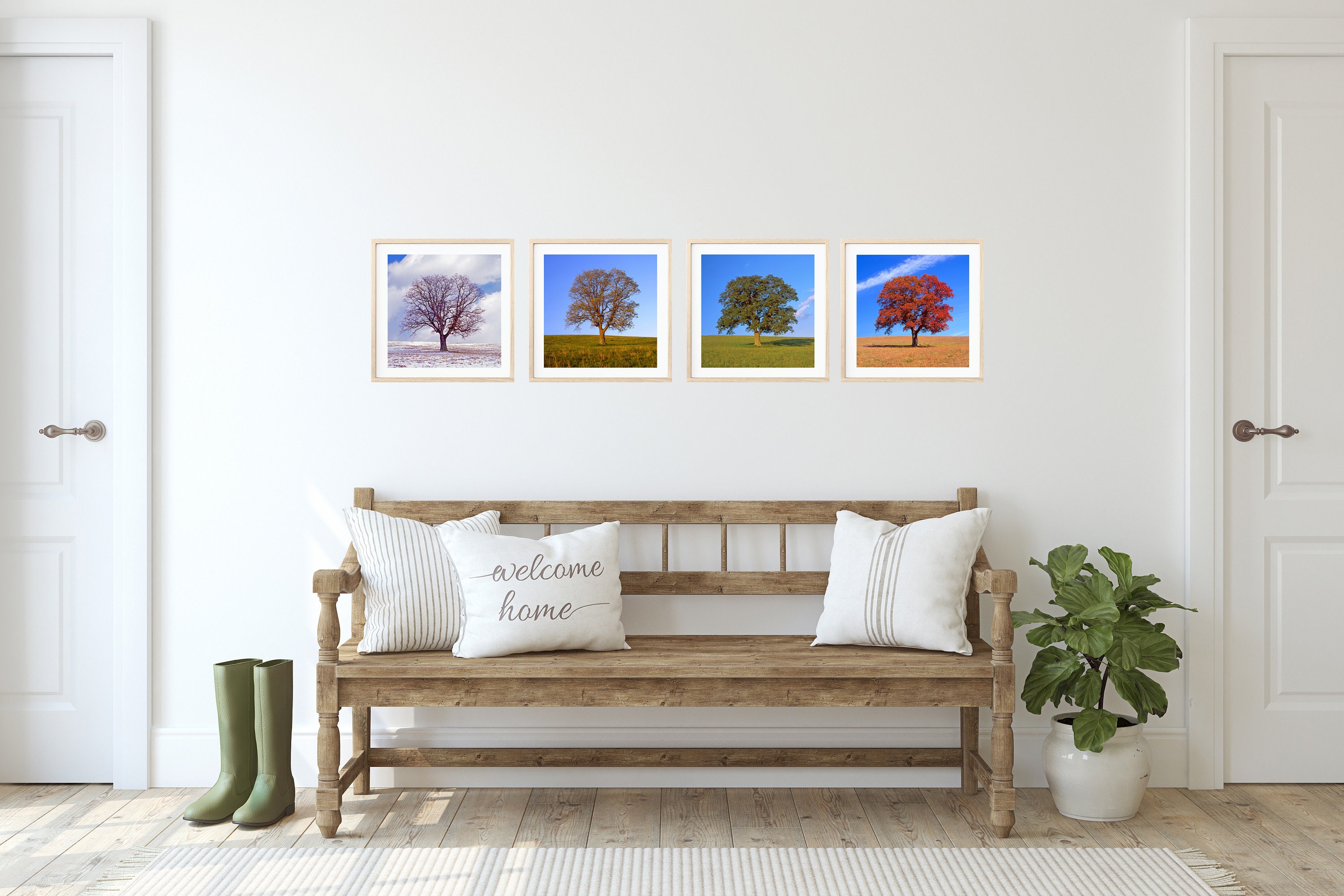Tree in 4 Seasons, Four Seasons, Nature Photo, Winter, Spring, Summer ...